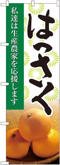 画像1: はっさく 写真 のぼり