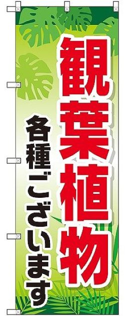 画像1: 〔G〕 観葉植物各種ございます のぼり