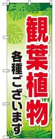 〔G〕 観葉植物各種ございます のぼり