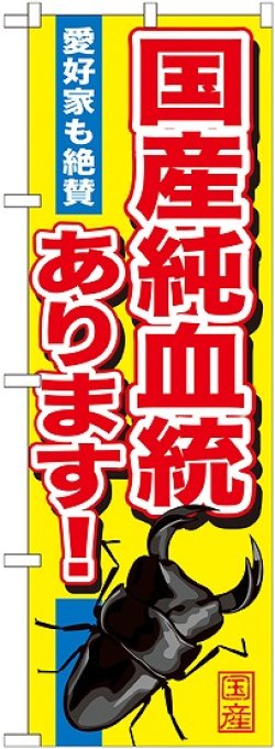 画像1: 〔G〕 国産純血統あります のぼり