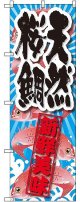 〔G〕 天然桜鯛 新鮮美味 のぼり