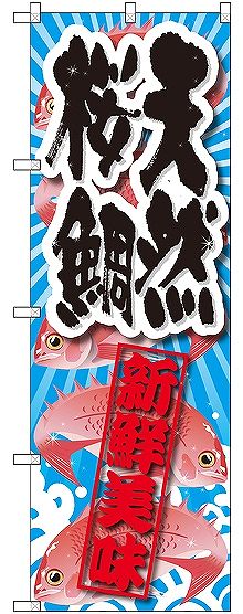画像1: 〔G〕 天然桜鯛 新鮮美味 のぼり